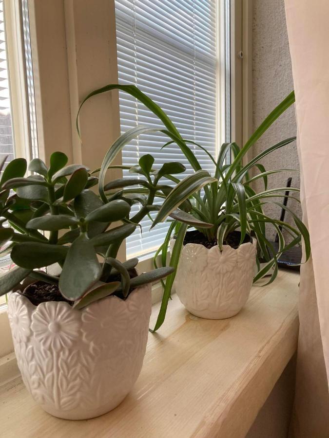 Renthouse Guest Alice Apartment Paide